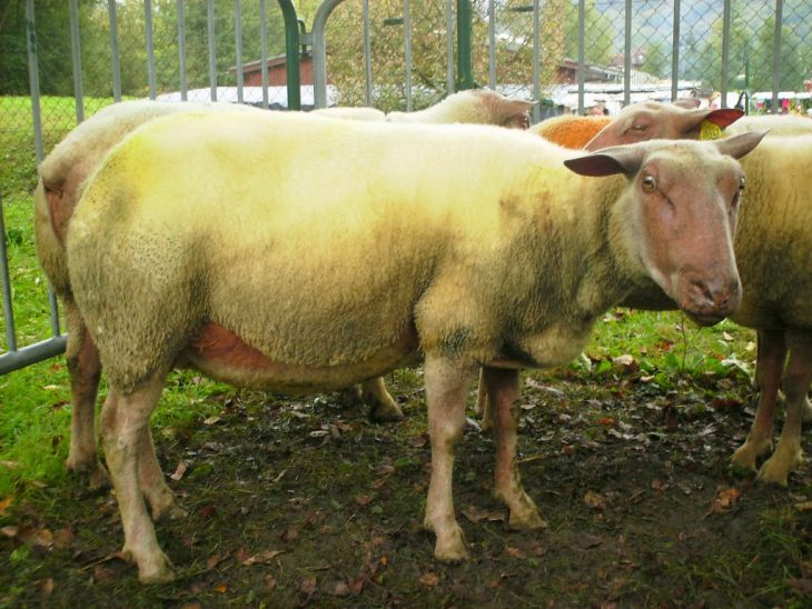 Rouge De L'ouest : La Race Ovine La Rouge De L'ouest – Les serapportantà Différence Entre Brebis Et Mouton