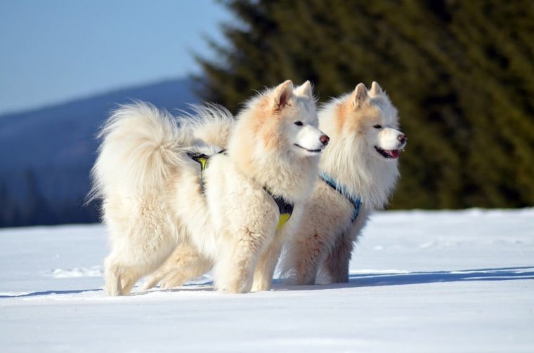 Samoyède : S, Conseils, Avis… Tout Savoir Sur Cette Race encequiconcerne Chien Qui Fait De La Luge