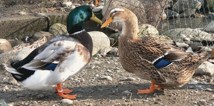 Sans Titre encequiconcerne Canard Canne