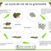 Schema-Cycle-De-Vie-De-La-Grenouille-Cycle-2-Ce1-Ce2 1 destiné Cycle De Vie Grenouille