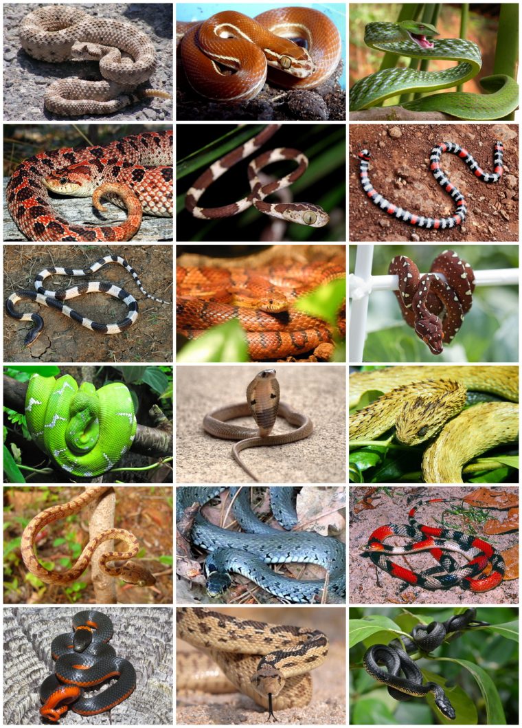 Serpentes — Wikipédia pour Animaux Ovipares Liste