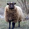 Shetland (Mouton) — Wikipédia intérieur Différence Entre Brebis Et Mouton