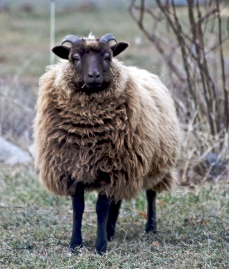 Shetland (Mouton) — Wikipédia intérieur Différence Entre Brebis Et Mouton