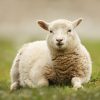 Si Vous Voyez Un Mouton Couché Sur Le Dos, Voici Comment pour Différence Entre Brebis Et Mouton