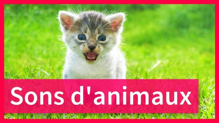 Sons D'animaux Pour Enfants à Bruit Des Animaux De La Ferme