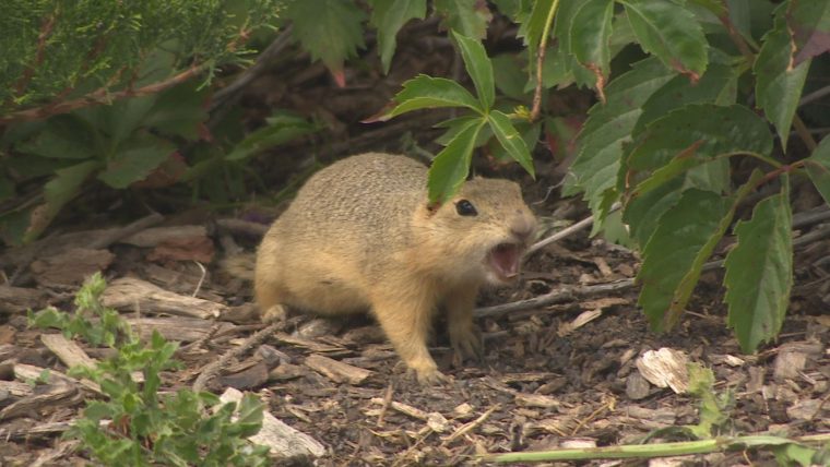 Spermophile, Dipneuste, Engoulevent : Ces Animaux Qui à Animaux Qui Hivernent