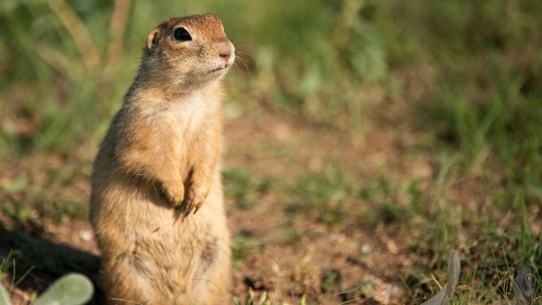 Spermophile, Dipneuste, Engoulevent : Ces Animaux Qui tout Animaux Qui Hivernent