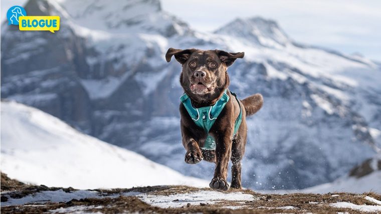 Sport D'hiver Avec Le Chien – Blog Du Qualipet destiné Chien Qui Fait De La Luge