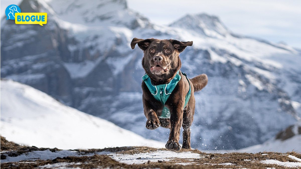 Sport D'hiver Avec Le Chien - Blog Du Qualipet destiné Chien Qui Fait De La Luge