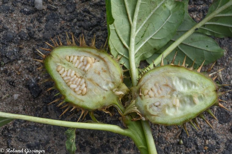 Stramoine, Herbe À La Taupe, Datura Officinale – Anab à Arbre A Taupe