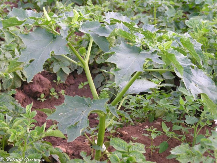 Stramoine, Herbe À La Taupe, Datura Officinale – Anab encequiconcerne Arbre A Taupe