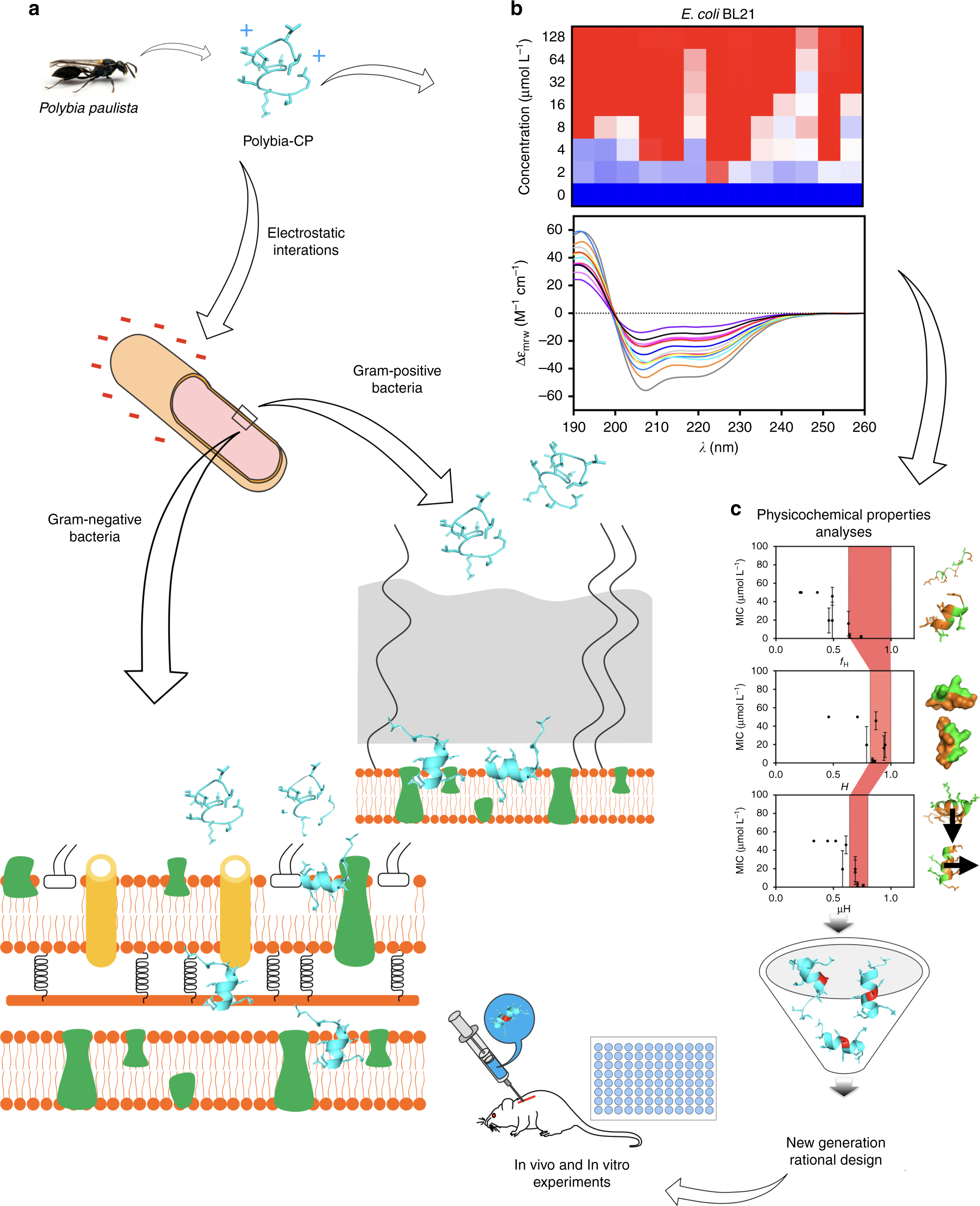 Structure-Function-Guided Exploration Of The Antimicrobial dedans Reproduction Figure Cp