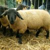 Suffolk (Race Ovine) — Wikipédia destiné Différence Entre Brebis Et Mouton