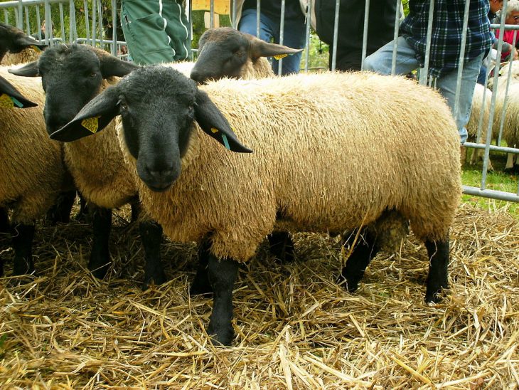 Suffolk (Race Ovine) — Wikipédia destiné Différence Entre Brebis Et Mouton