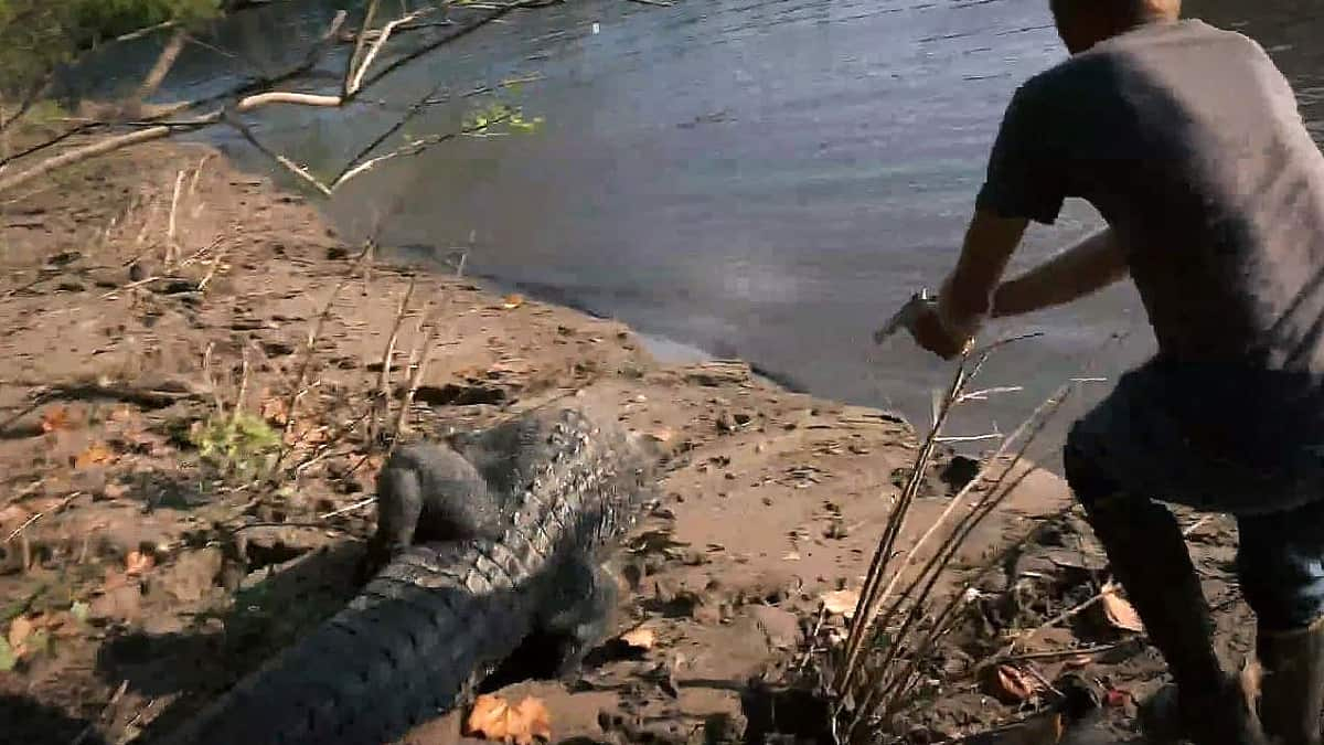 Swamp People Recap: Friday The 13Th, Bagging The Ghost, And destiné Mots Gator 