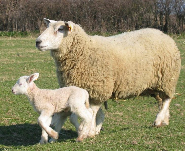 Synchronisation Des Chaleurs Chez La Brebis De La Race encequiconcerne Différence Entre Brebis Et Mouton