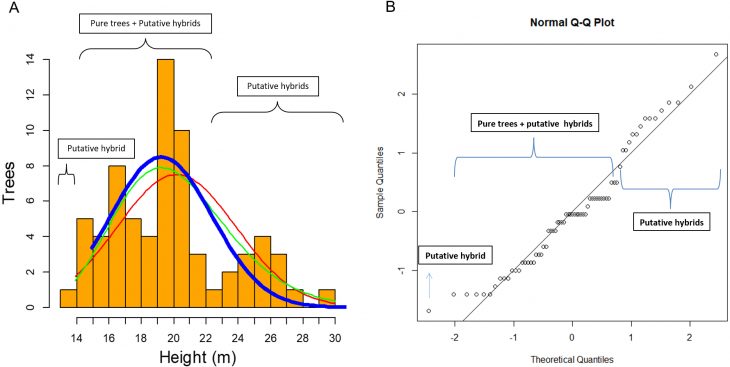 Tall Pinus Luzmariae Trees With Genes From P. Herrerae [Peerj] concernant Traits Obliques Ms