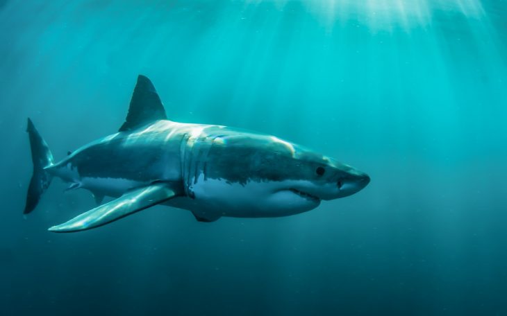 Télécharger Fonds D'écran Les Prédateurs, Les Requins, Le dedans Requin Souris