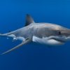 Télécharger Fonds D'écran Requin Prédateur, Le Monde Sous destiné Requin Souris