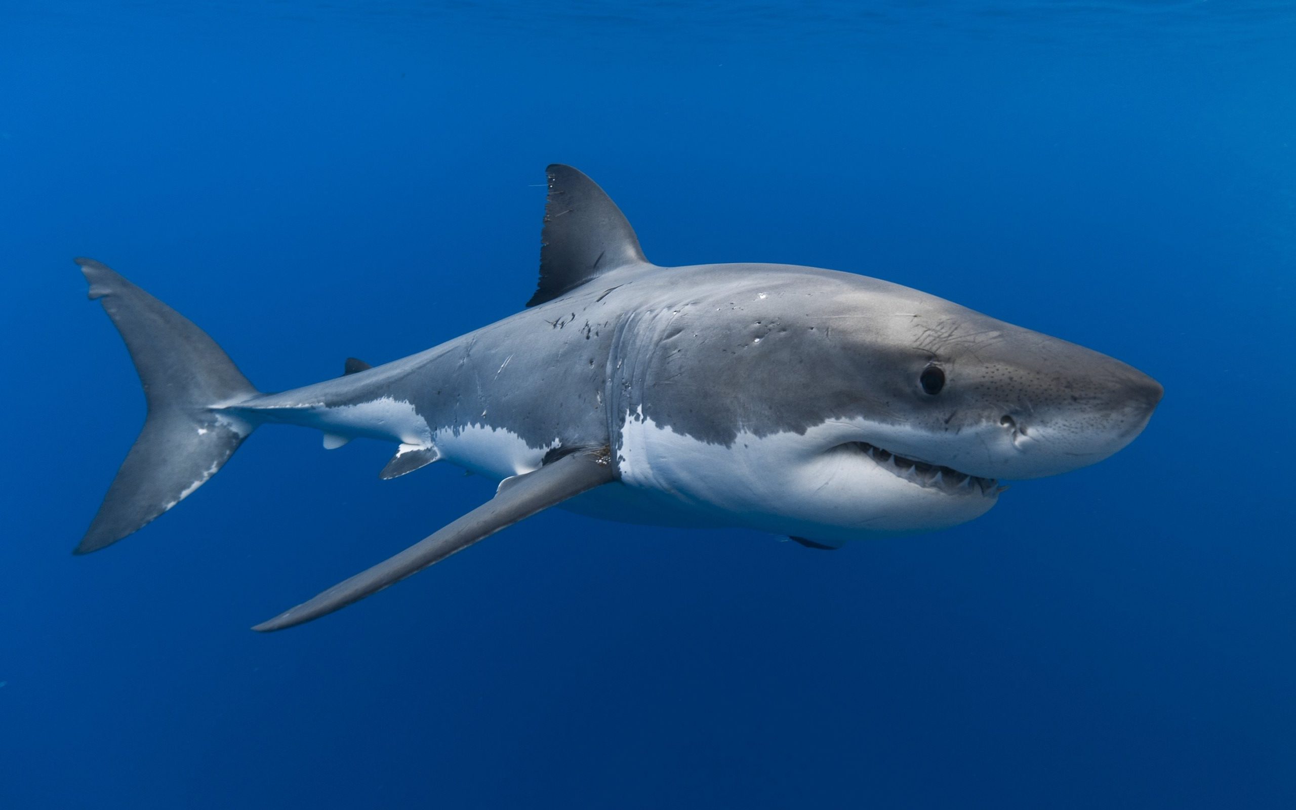 Télécharger Fonds D'écran Requin Prédateur, Le Monde Sous destiné Requin Souris
