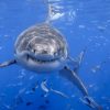 Télécharger Fonds D'écran Requin, Sous-Marin, L'océan, Les concernant Requin Souris