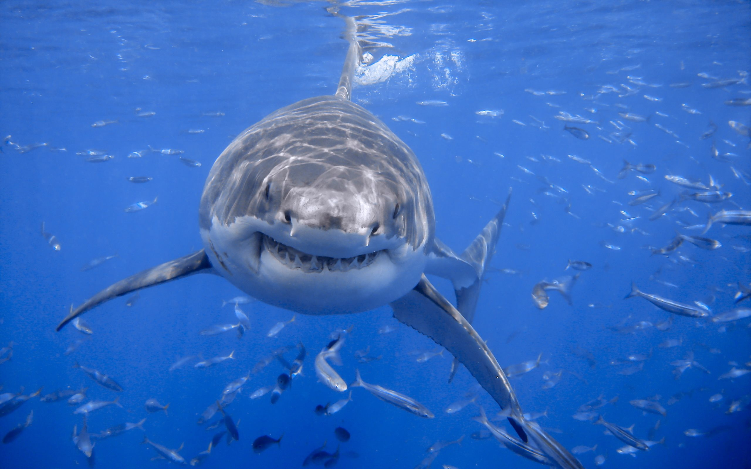 Télécharger Fonds D&amp;#039;écran Requin, Sous-Marin, L&amp;#039;océan, Les concernant Requin Souris 
