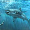 Télécharger Fonds D'écran Sous L'eau, Les Requins Blancs pour Requin Souris