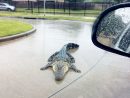 Texas : Face À L'ouragan Harvey, Des Alligators Viennent intérieur Mots Gator