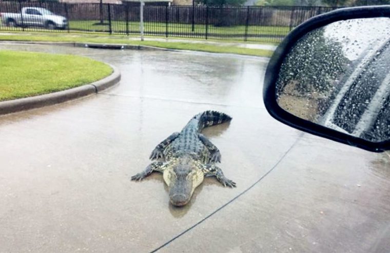 Texas : Face À L'ouragan Harvey, Des Alligators Viennent intérieur Mots Gator