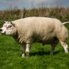 Texel (Race Ovine) — Wikipédia dedans Différence Entre Brebis Et Mouton