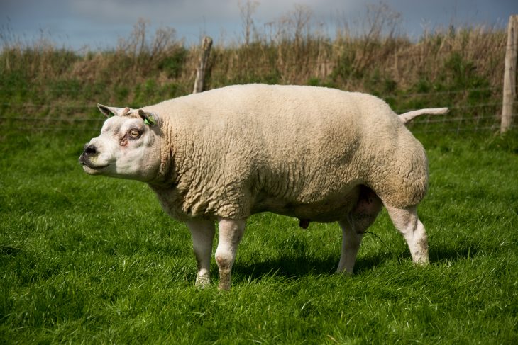 Texel (Race Ovine) — Wikipédia dedans Différence Entre Brebis Et Mouton