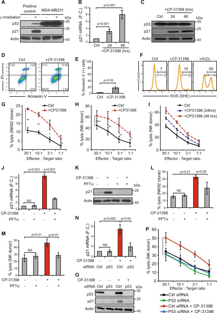 The Pharmalogical Reactivation Of P53 Function Improves avec Reproduction Figure Cp