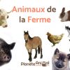 Top 13 Des Animaux De La Ferme - Avec Photos Et Vidéo ! destiné Bruit Des Animaux De La Ferme