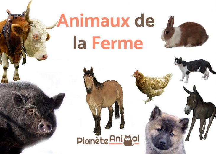 Top 13 Des Animaux De La Ferme – Avec Photos Et Vidéo ! destiné Bruit Des Animaux De La Ferme