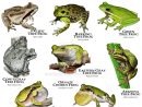 Tree Frogs Of North America By Rogerdhall On Deviantart tout Animaux Ovipares Liste