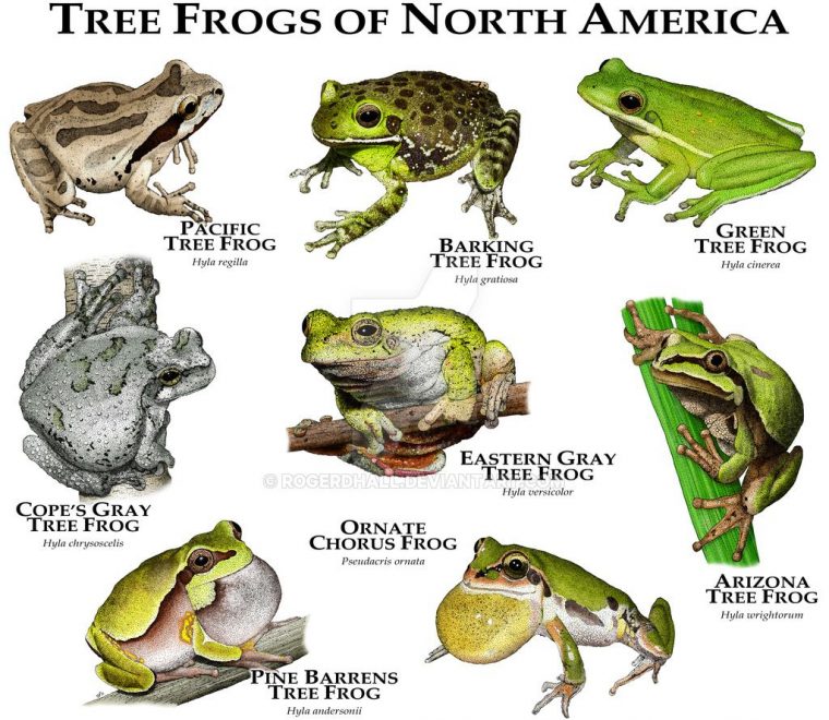 Tree Frogs Of North America By Rogerdhall On Deviantart tout Animaux Ovipares Liste