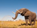 Trompe De L'éléphant : Un Éléphant, Ça Trompe Énormément dedans Barrissement Elephant