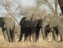Uicn - Eléphants De Savane : Écologie, Importance Et Menaces intérieur Femelle De L Éléphant Nom