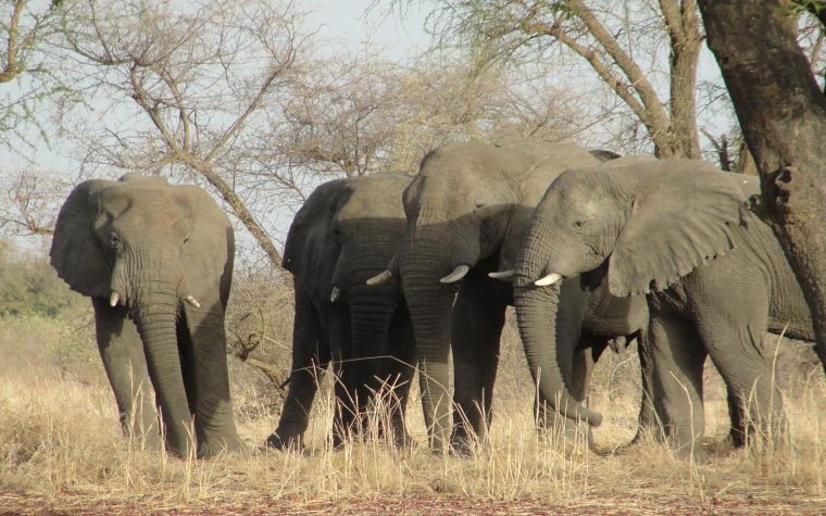 Uicn – Eléphants De Savane : Écologie, Importance Et Menaces intérieur Femelle De L Éléphant Nom