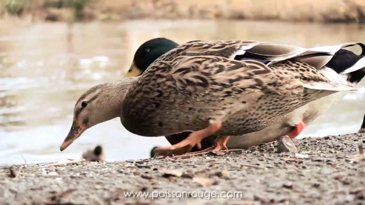 Un Canard A Dit A Sa Cane intérieur Canard Canne