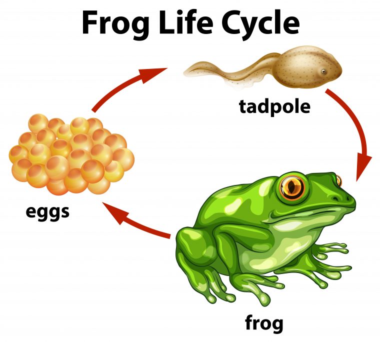 Un Cycle De Vie De Grenouille Sur Fond Blanc – Telecharger serapportantà Le Cycle De Vie De La Grenouille