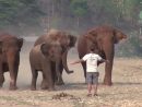 Un Homme Appelle Un Éléphant avec Barrissement Elephant