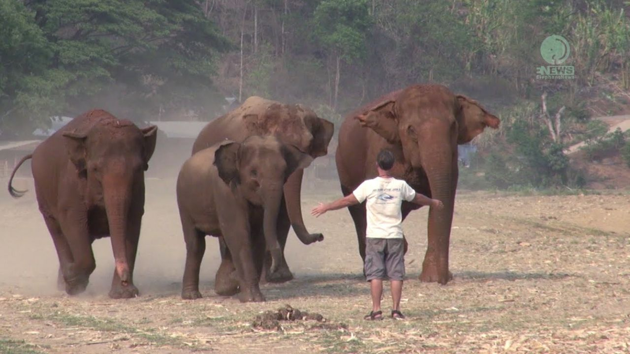 Un Homme Appelle Un Éléphant avec Barrissement Elephant