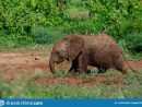 Un Jeune Éléphant De Bush D'africain Ayant Un Bain De Boue dedans Femelle De L Éléphant Nom