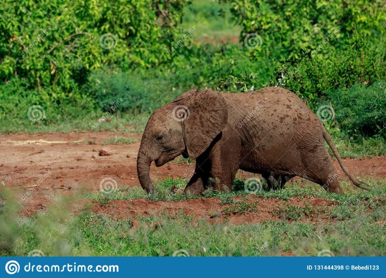 Un Jeune Éléphant De Bush D'africain Ayant Un Bain De Boue dedans Femelle De L Éléphant Nom