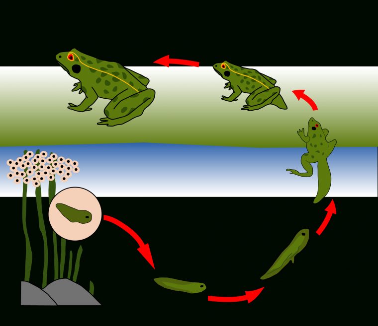 Un Petit Document Pour Observer Et Comprendre Le Cycle De La avec Le Cycle De Vie De La Grenouille