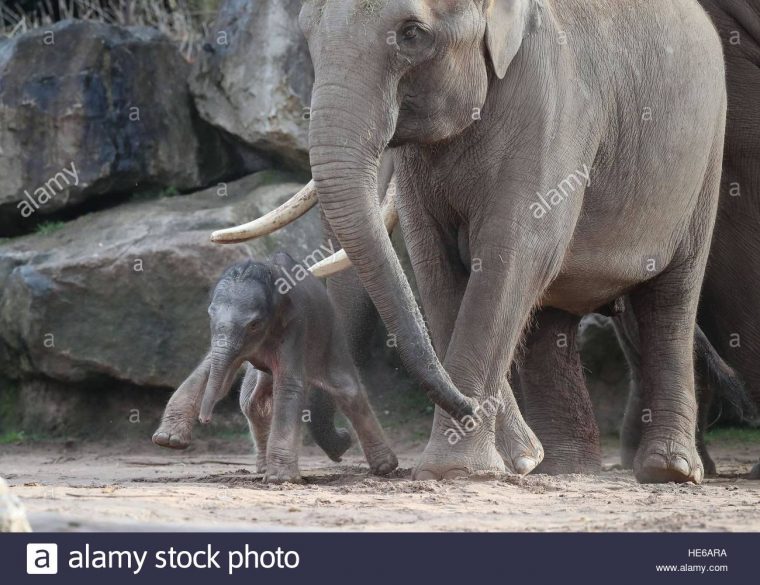 Une Femelle Éléphant D'asie, Comme Des Veaux, Encore Sans intérieur Femelle De L Éléphant Nom