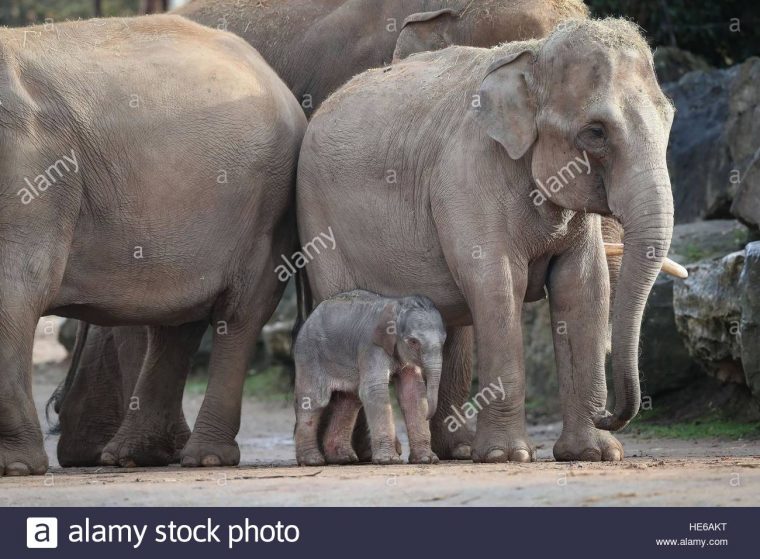 Une Femelle Éléphant D'asie, Comme Des Veaux, Encore Sans tout Femelle De L Éléphant Nom