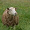 Une Prévention Sanitaire De Tous Les Instants | Réussir dedans Différence Entre Brebis Et Mouton