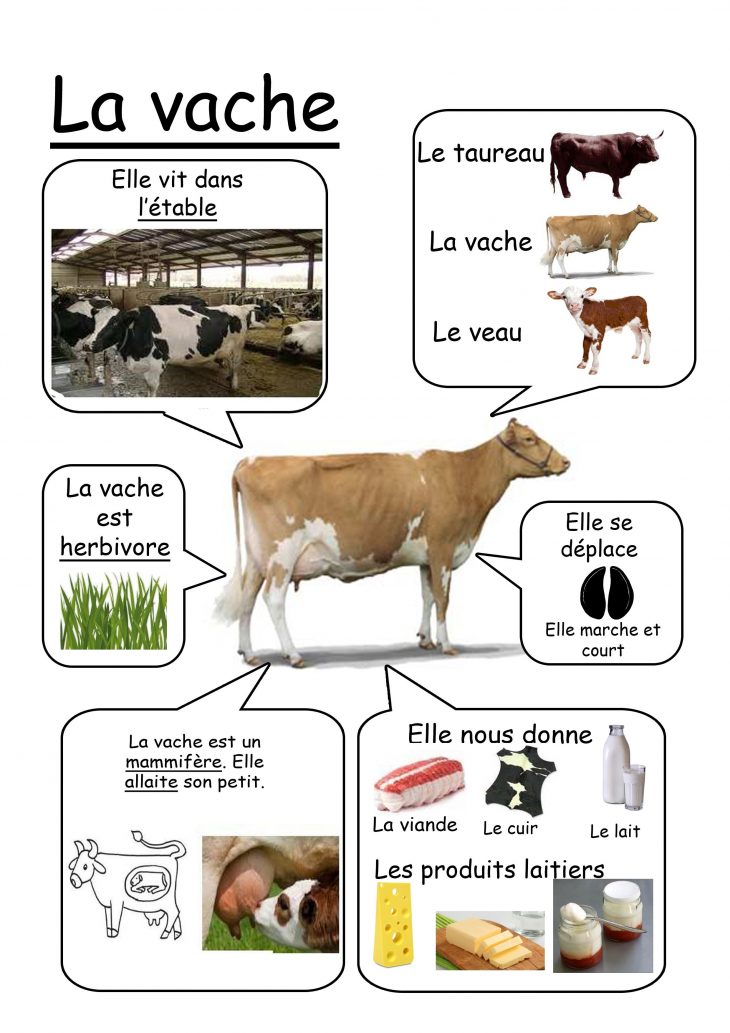 Vache – Animaux De La Ferme | Animaux De La Ferme destiné Imagier Animaux De La Ferme